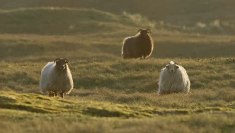 three sheep standing and staring toward the camera, wind blowing their fleece, golden warm glow highlighting their coats, static shot slow motion