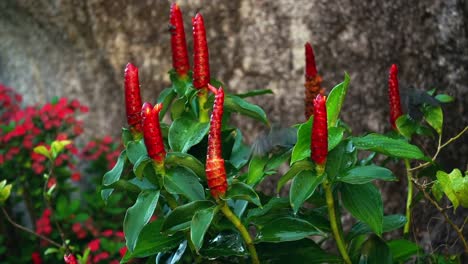 slow motion sunbird washing on insulin flower plant, mahe seychelles