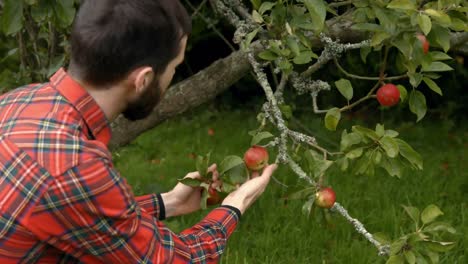 handsome young man looking at apples