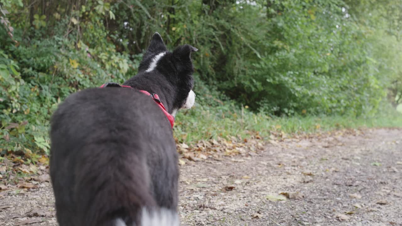 Close-up of a dog looking left, then turning right and walking forward. The camera pans to reveal a rural field path, capturing natural movement, curiosity, and countryside atmosphere