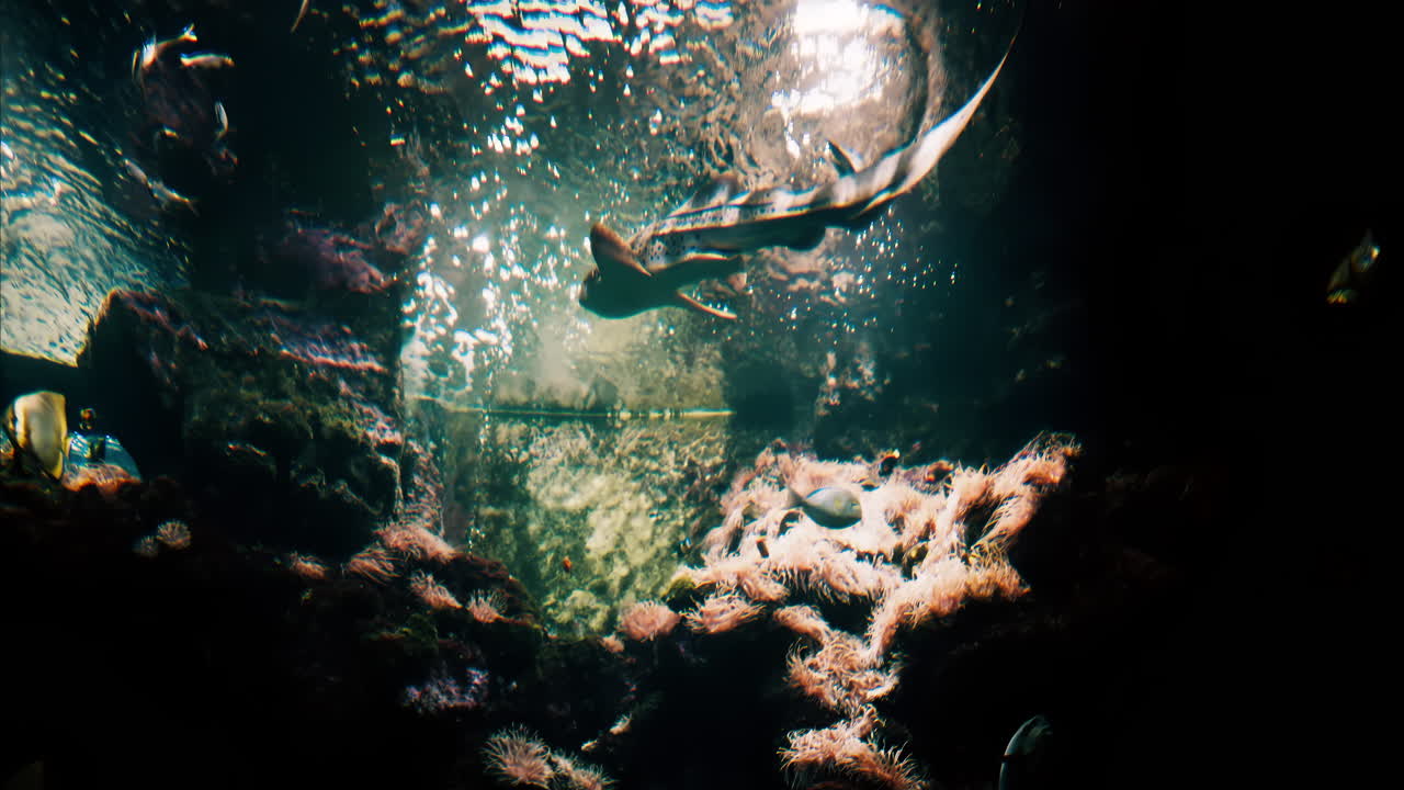 Close up of multiple types of fish swimming near coral reefs