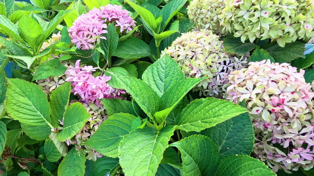 Vibrant pink hydrangea flowers blooming among green leaves in bright outdoor summer garden light
