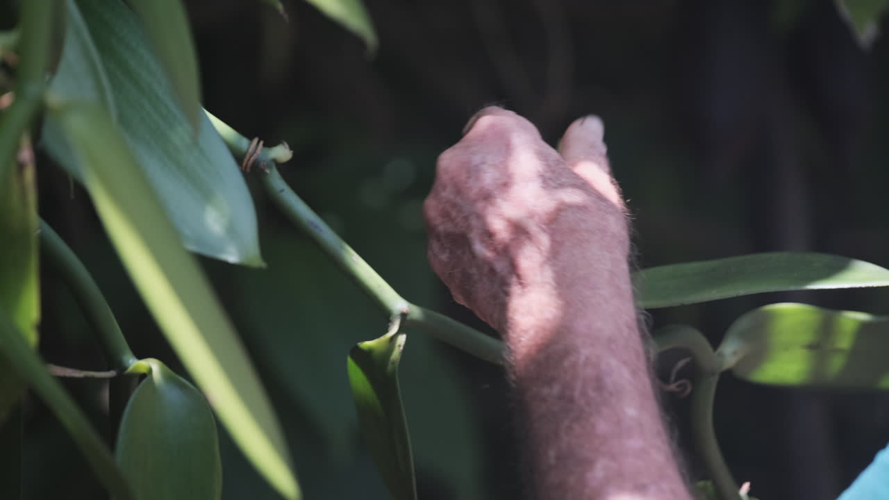 Plano detalhe das mãos de um agricultor polinizando a flor de uma planta de baunilha no Havaí.