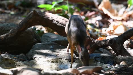 Lesser-Mouse-deer,-Tragulus-kanchil,-4K-Footage