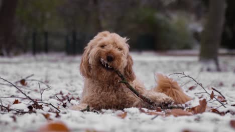 playful goldendoodle dog chewing wood stick resting on snow-covered ground in winter park