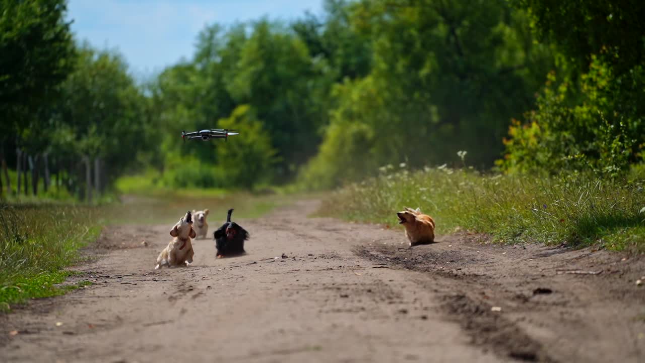 Group of well-groomed dogs on the road. Active pets of different colors running and jumping among beautiful summer nature. Drone flies over the domestic animals.
