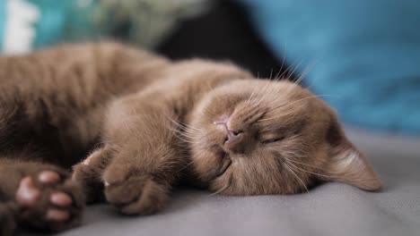 dulce gatito retorciéndose mientras duerme, soñando con la cabeza al revés