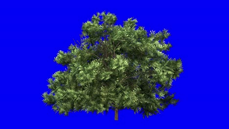 3D-american-boxwood-shrub-with-wind-effect-on-blue-screen-3D-animation