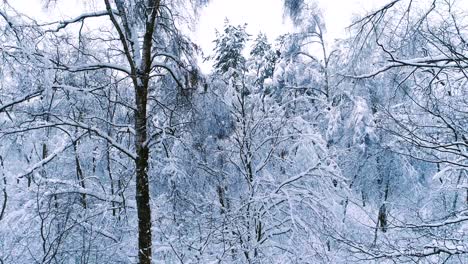 Snowy-branches-in-forest.-Winter-fairy-background