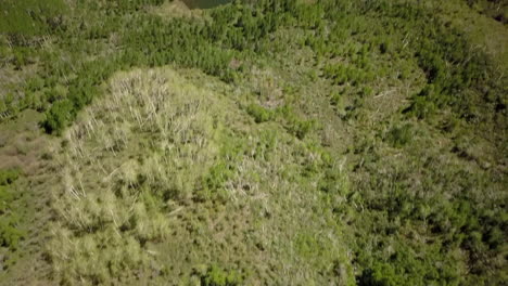 Aerial-shot,panning-up-from-trees-on-the-side-of-mountain-to-show-Grand-Valley,-Colorado