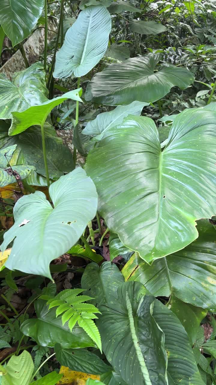 Fitte foglie tropicali verdi che crescono in una giungla lussureggiante