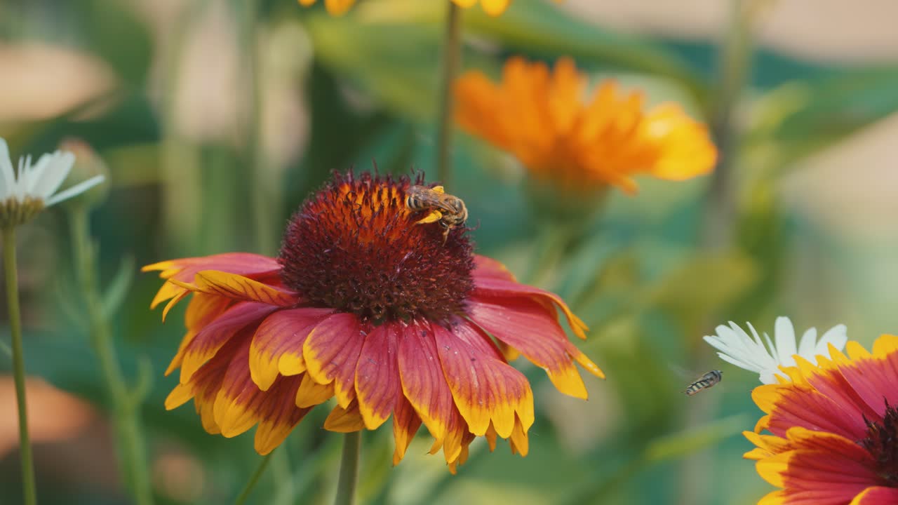 Bumblebee ballet on a cockade flower, a mesmerizing dance of nature's pollination in a vibrant garden