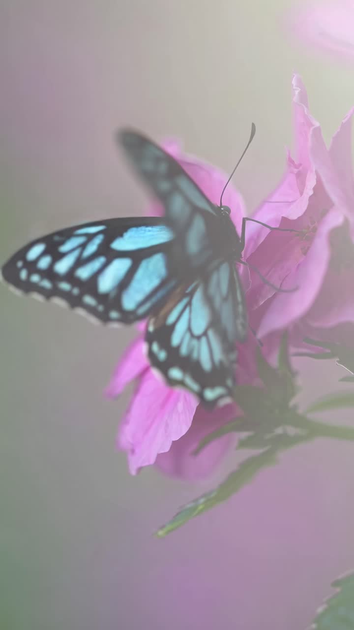 Close-up video angle of a butterfly on pink flowers, with a soft focus and dreamy, pastel aesthetic