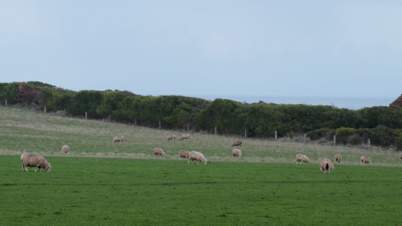 Pecore che pascolano pacificamente in un rigoglioso campo verde