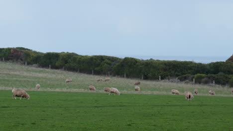 sheep peacefully grazing in a lush green field