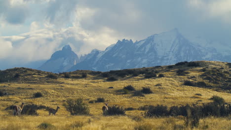varias alpacas caminan por una llanura cubierta de hierba cerca de las colinas