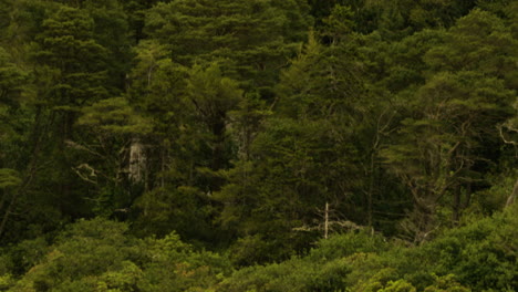 kylemore lough with dense forest in galway, ireland