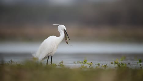 La-Garceta-Pequeña-Comiendo-Un-Pez-Grande-En-El-Lago