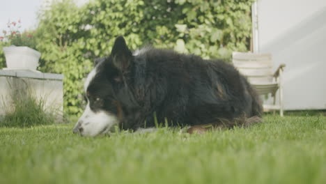 static medium wide of dog lying in the garden, sniffing the grass