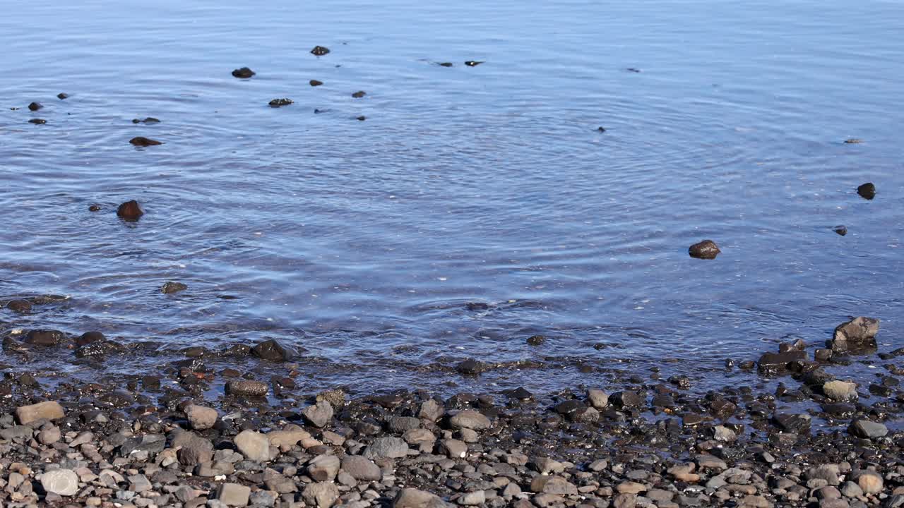 Calm water ripples over a rocky shoreline under soft daylight in Akaroa, New Zealand, creating a serene and tranquil atmosphere
