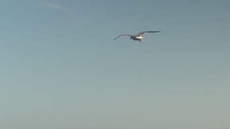 flight of a seagull