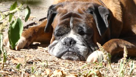 closeup of german boxer face