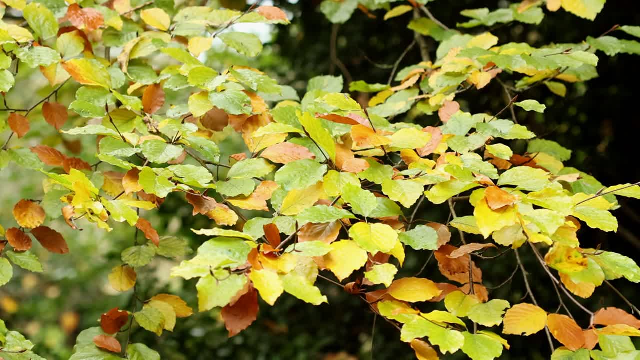 Closeup of Beech leaves, Fagus sylvatica, turning brown in early Autumn. UK