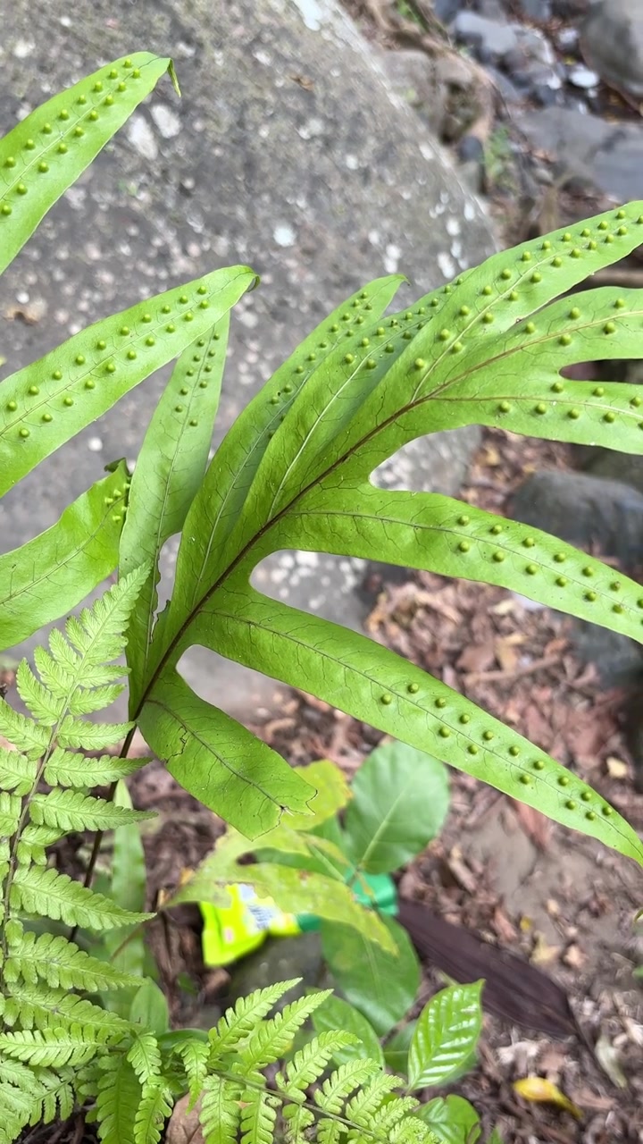 Close-up Pelepah Pakis dengan Sori di Permukaan Daun