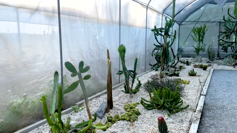 un paseo sereno por un invernadero de cactus en el mercado flotante de khlong lat mayom, que muestra diversos cactus bajo una suave iluminación natural