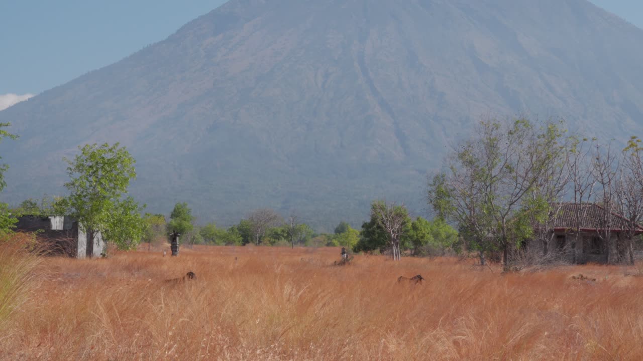 Static shot of animals passing through the dry grass in the savana and the volcano in the background, copy space