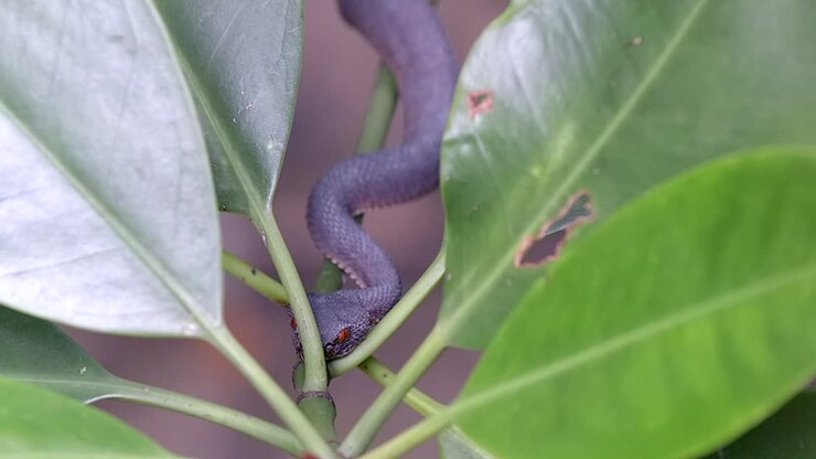 A small ant running from a leaf to a shore pit viper's mouth and body found in Nature's Park in Singapore - closeup shot