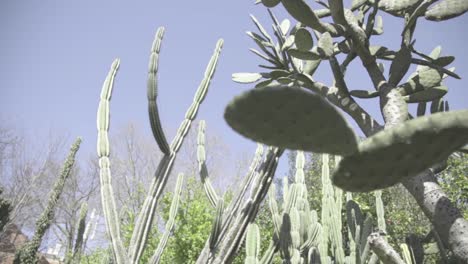 close up cactus in public park, blue sky, oporto, spain, traveling shot