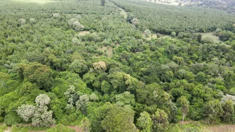 conservación en kenia