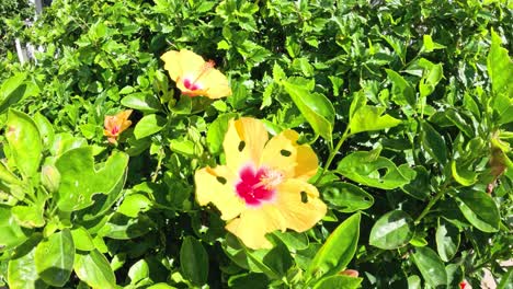 yellow flower blooming amidst lush green leaves