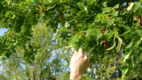 Female-hand-reaching-up-for-tree-branches,-in-4K,-Slow-Motion