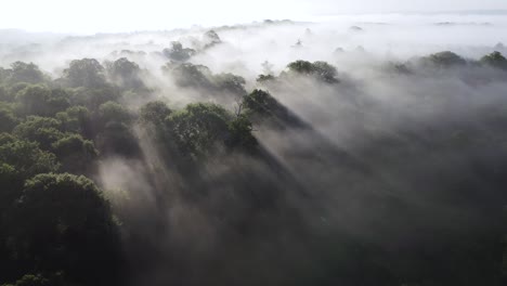 sunbeams piercing through foggy forest