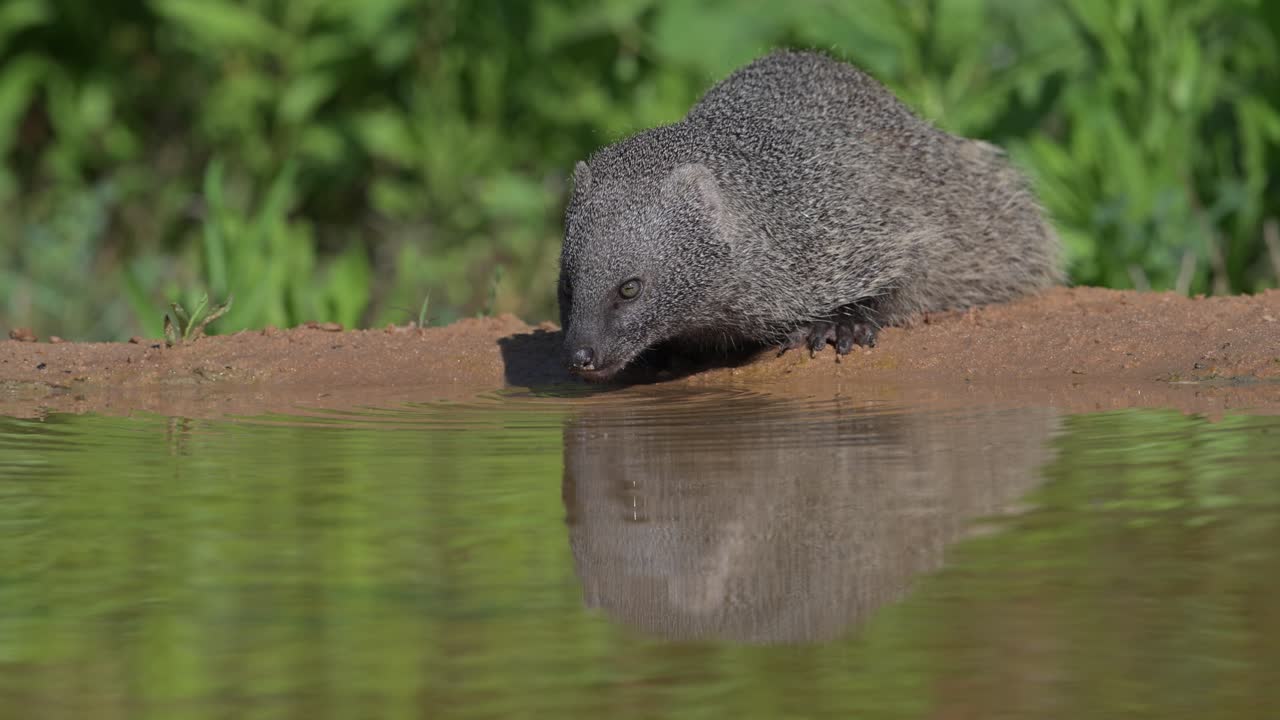 An Egyptian mongoose drinking water from a puddle, reflected in the water