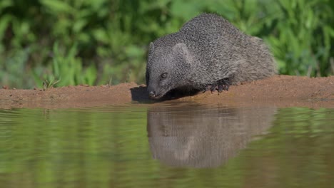 an egyptian mongoose drinking water from a puddle, reflected in the water