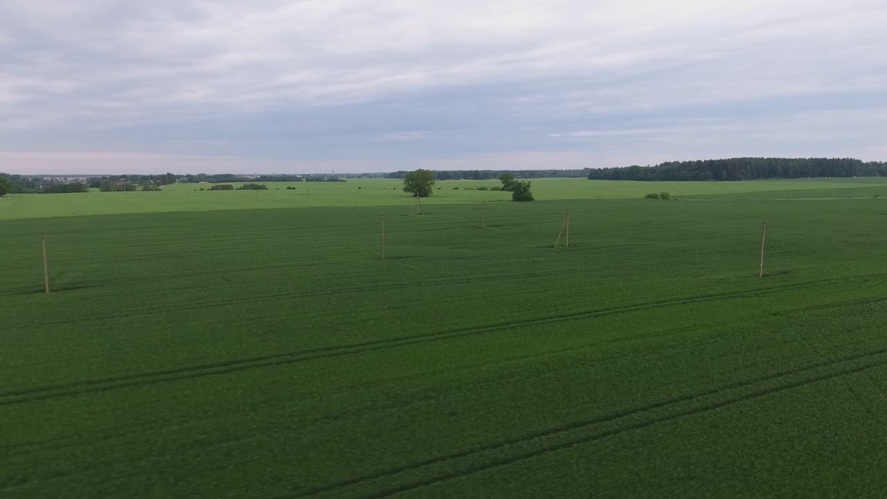 líneas de postes de suministro de energía en campos agrícolas verdes