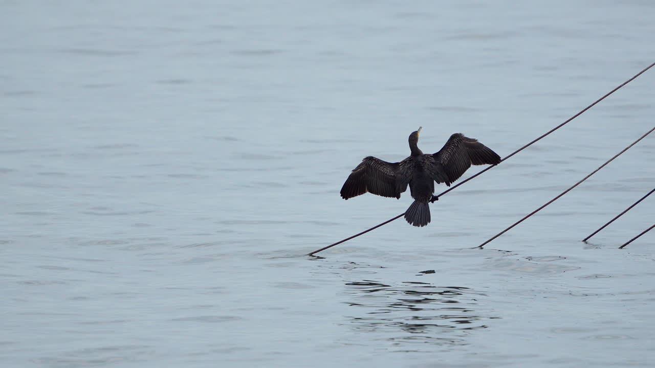 vista detrás de un gran pájaro cormorán posado en un cable en el agua con las alas abiertas