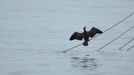 Blick-Hinter-Den-Großen-Kormoranvogel,-Der-Mit-Geöffneten-Flügeln-Auf-Einem-Kabel-Im-Wasser-Hockt