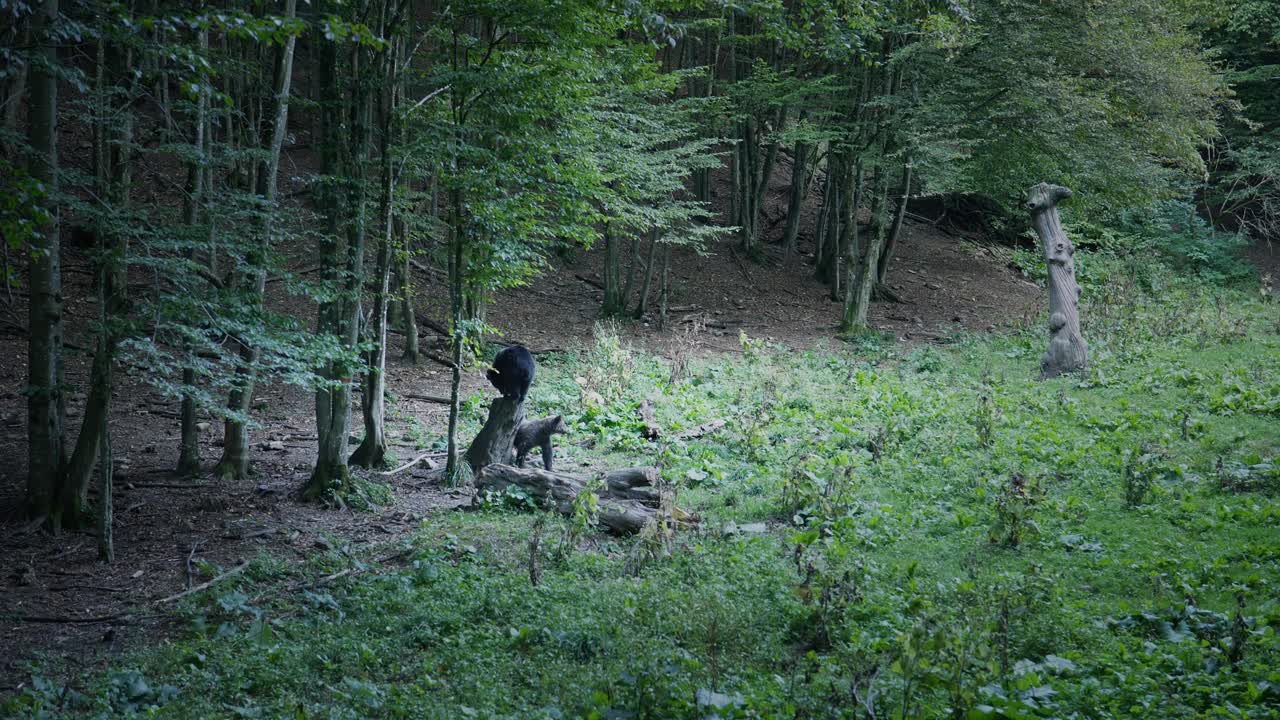 Two Romanian Wild Brown Bears climb forest log hunting for Food