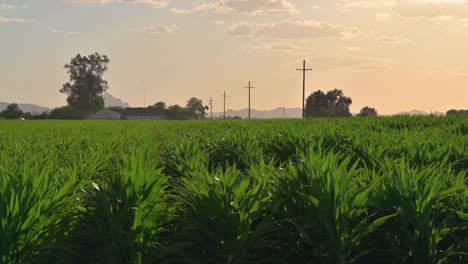 Plantación-De-Campo-De-Maíz-En-La-Temporada-Agrícola-De-Verano-En-Tucson,-Arizona---Tiro-Estático