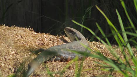 blue tongue lizard resting on hay pile in the sun looking towards camera