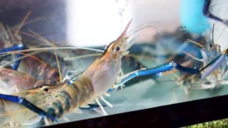 shrimps interacting in a krabi aquarium tank