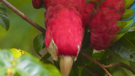 striking close-up of a green-winged macaw’s colorful feathers and sharp powerful beak in the peruvian jungle.