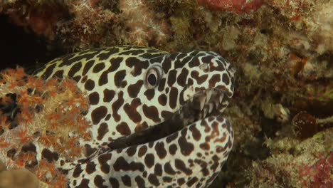 honeycomb moray eel close up