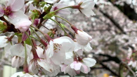 the wind moves the pink cherry blossoms on its branches at inokashira park, japan camera fixed, angle neutral, long shoot