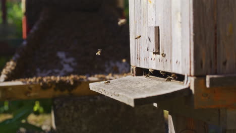 Abejas-Volando-En-La-Entrada-De-La-Colmena