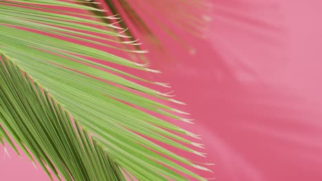 green palm leaf and shadow on pink background with copy space